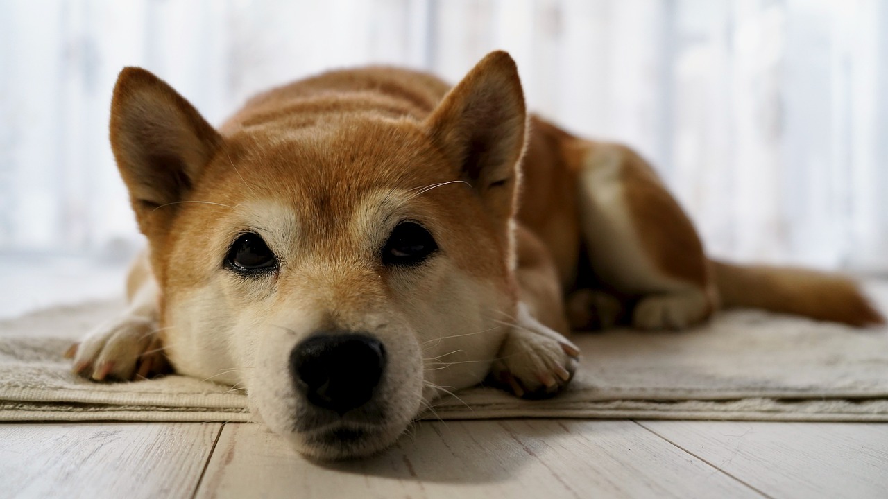 Akita Inu sdraiato