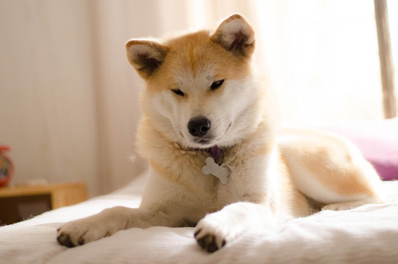 Akita Inu seduto