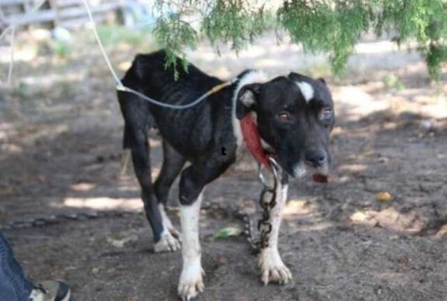 Ha passato la vita facendo da esca: quando lo hanno trovato il cane non riusciva neanche ad alzare la testa