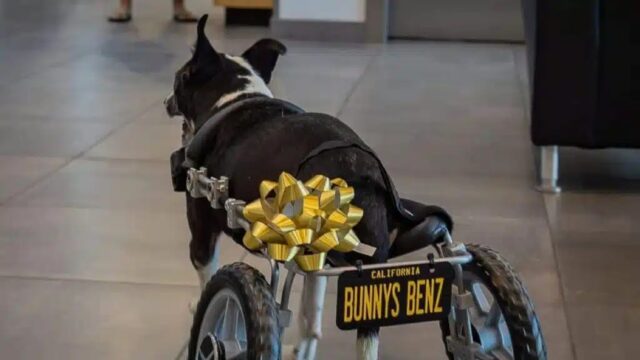 Cane perde l’uso delle zampe dopo un incidente: un regalo gli cambia la vita