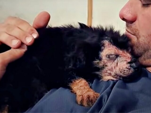 Il cucciolo di cane “difettoso” si addormenta tra le braccia della donna dopo una perdita insopportabile