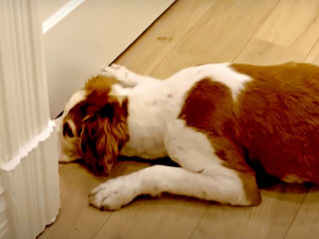Il cane ha tenuto premuto il naso premuto contro la porta per 15 giorni, preparandosi per “qualcuno di speciale”