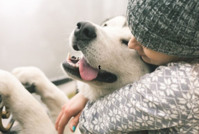 Chi non la pensa così deve rassegnarsi ad aver torto: la scienza dice che i cani provano sentimenti