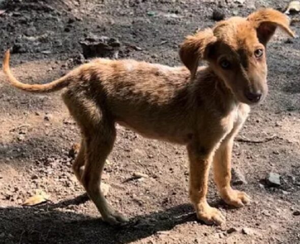 Cane randagio in India salvato da una donna americana che si prende cura di lui con amore