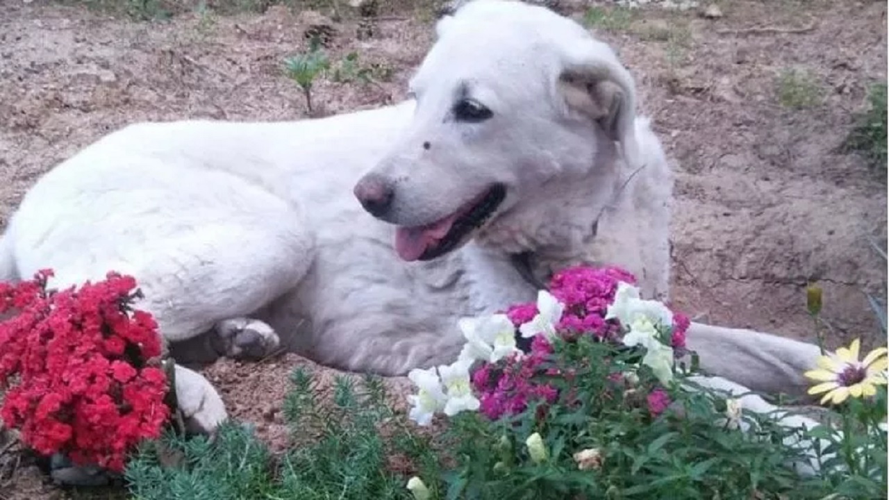 Cane randagio veglia sulla tomba