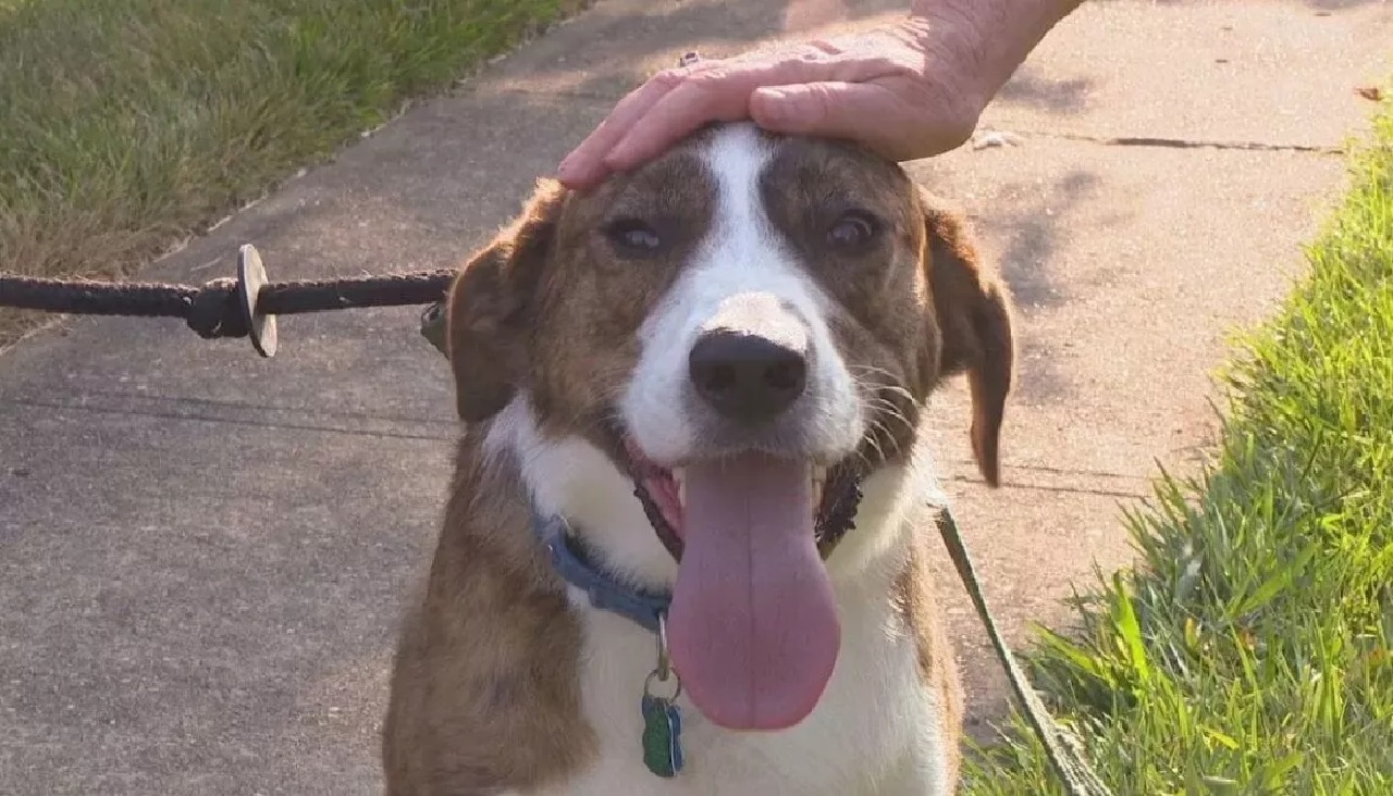 Cane bianco e marrone