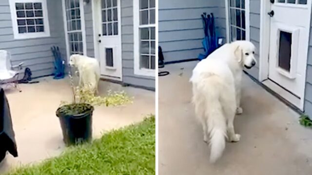 Beccato! Il cane cerca di far entrare in casa alcuni amici senza farsi notare dalla sua mamma umana