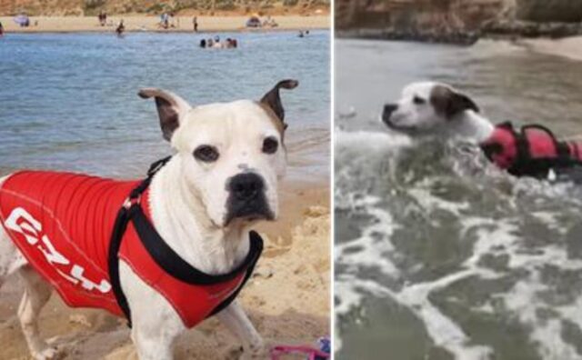 Il Pitbull coraggioso si è buttato nel fiume turbolento e pericoloso pur di salvare un bambino (VIDEO)