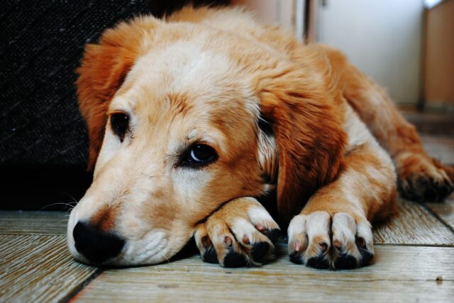 Cane scappa di casa e si fa trovare alla Stazione dei Carabinieri