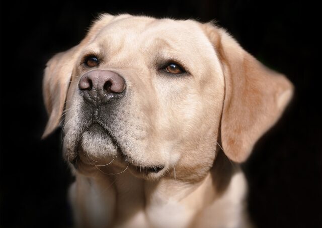 Cane scomparso, ricompensa da un milione di euro: il proprietario non mantiene la promessa