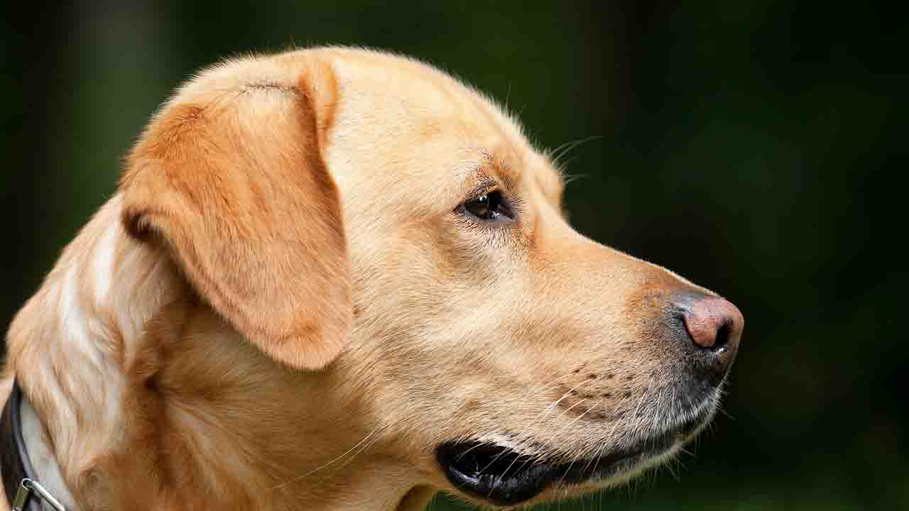 Sguardo serio del cane