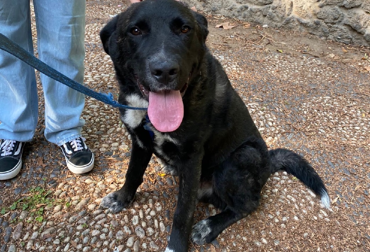 Cane a passeggio con il guinzaglio