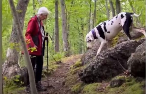 L’alano vede una donna anziana fare un’escursione e corre da lei per una “missione” che fa sciogliere il cuore (VIDEO)