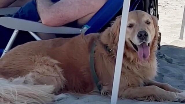 Cane sotto l’ombrellone di perfetti sconosciuti tradisce i proprietari per il troppo caldo