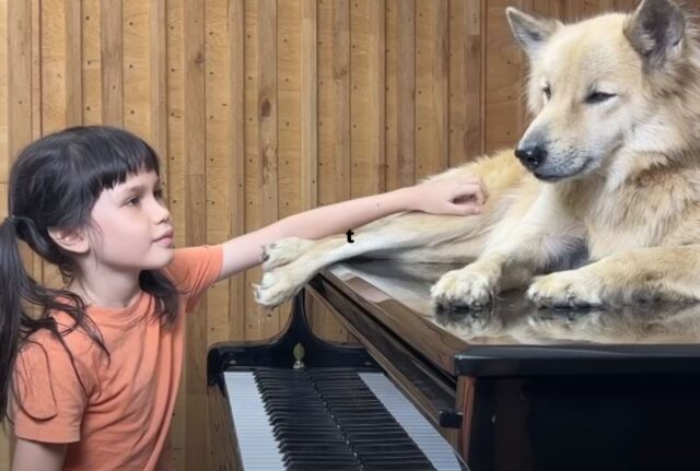 Serenata al pianoforte: la bimba dedica al suo cane, il suo unico amico, una canzone commovente