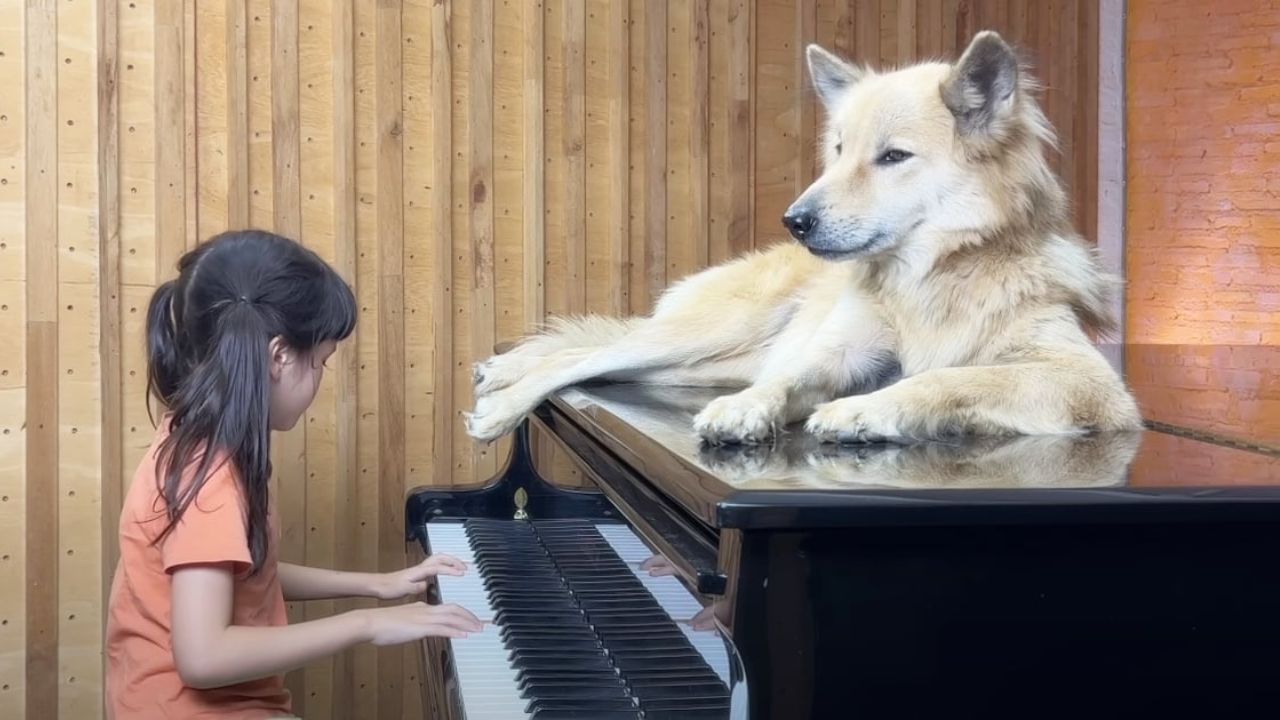 cane su pianoforte