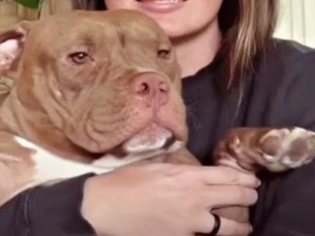 Non la volevano perché “non faceva fare soldi”: ora la nuova mamma teme che la Pitbull si senta di nuovo rifiutata