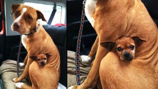 La Pitbull ha rifiutato ogni richiesta finché non è stata adottata con la sua migliore amica: una piccola Chihuahua