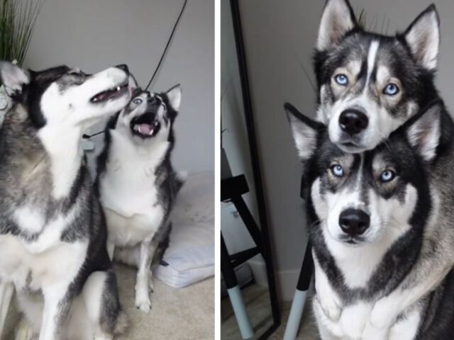 “Selfie!”: gli Husky corrono e si mettono subito in posa per la mamma