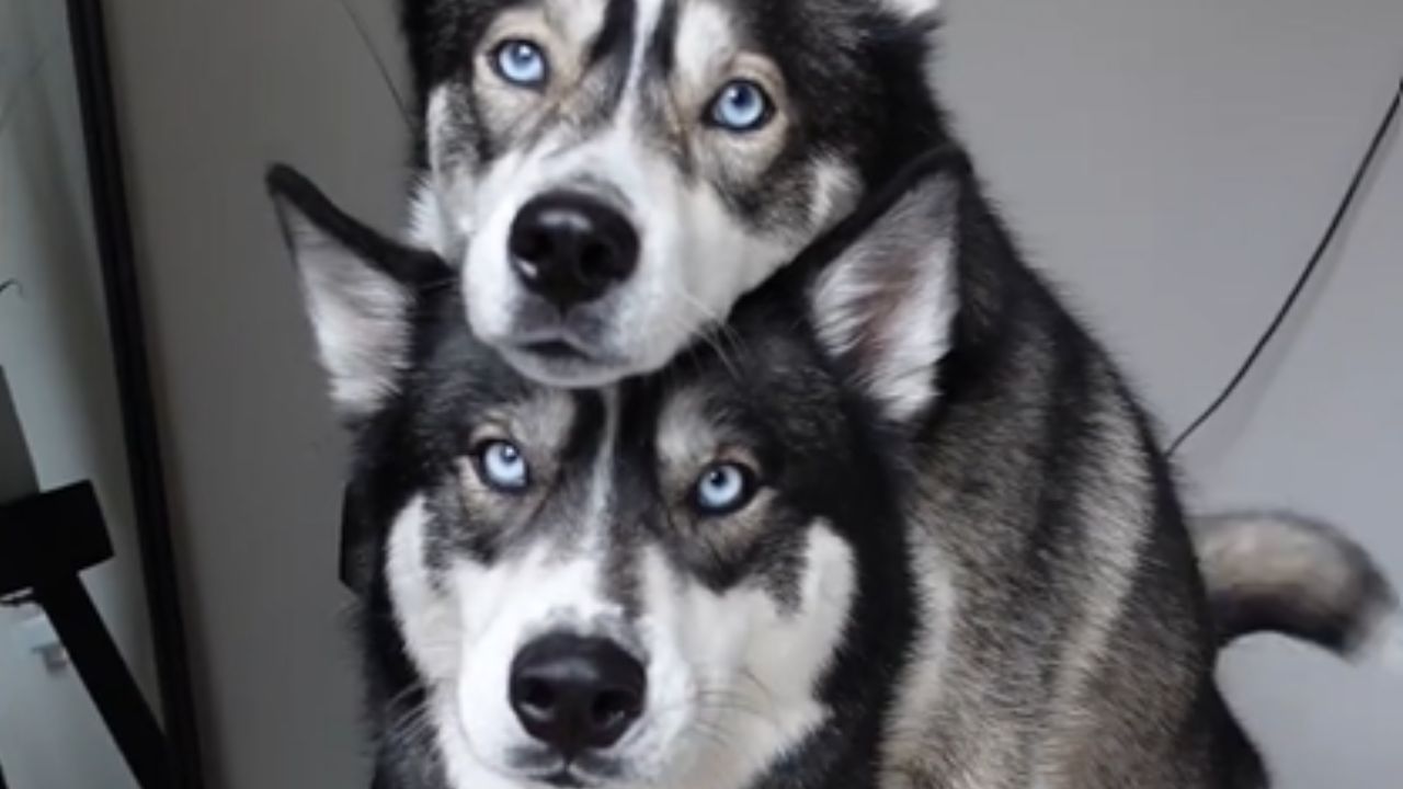 cani con manto bianco e nero