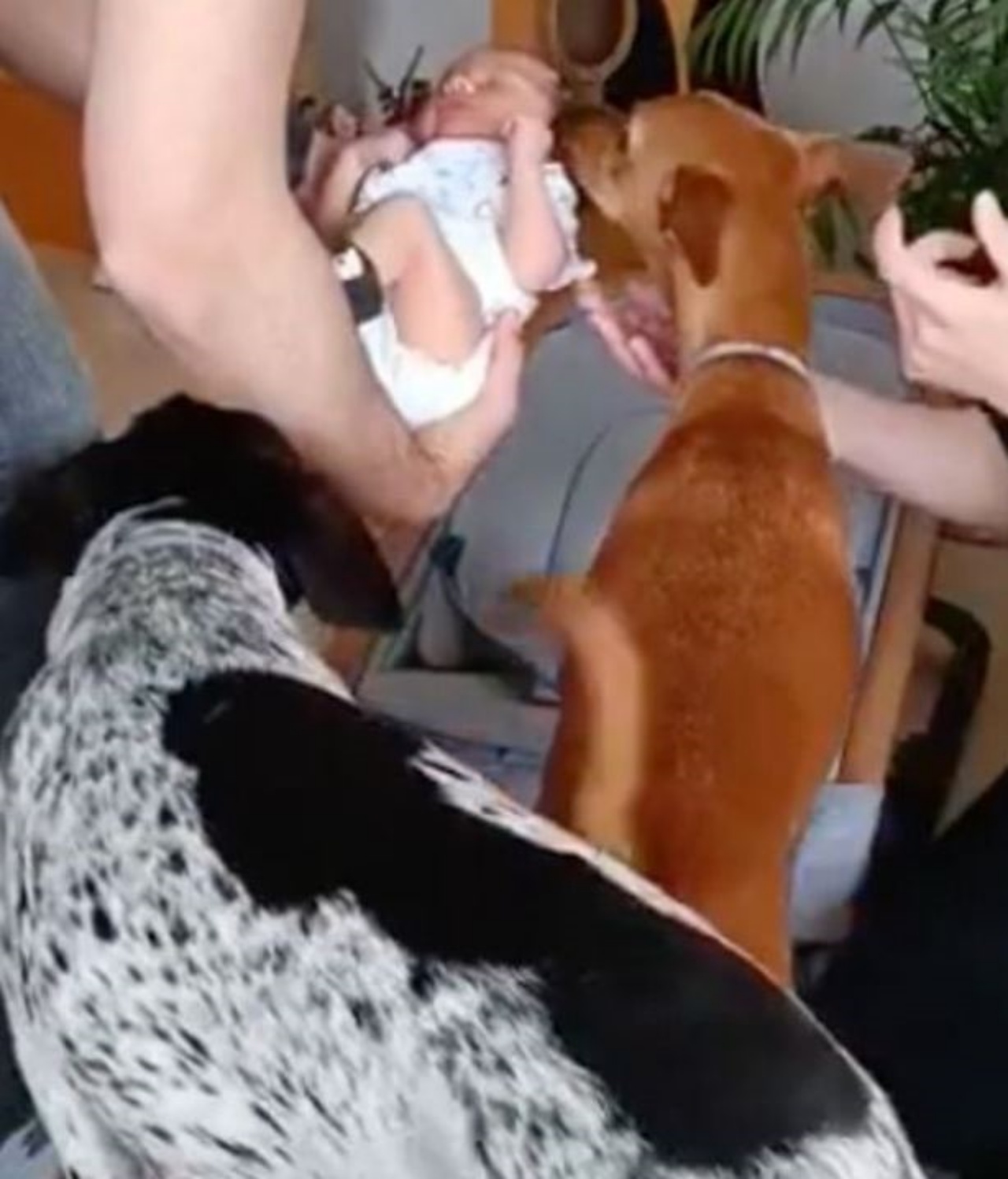 Dei cani vedono per la prima volta un bimbo