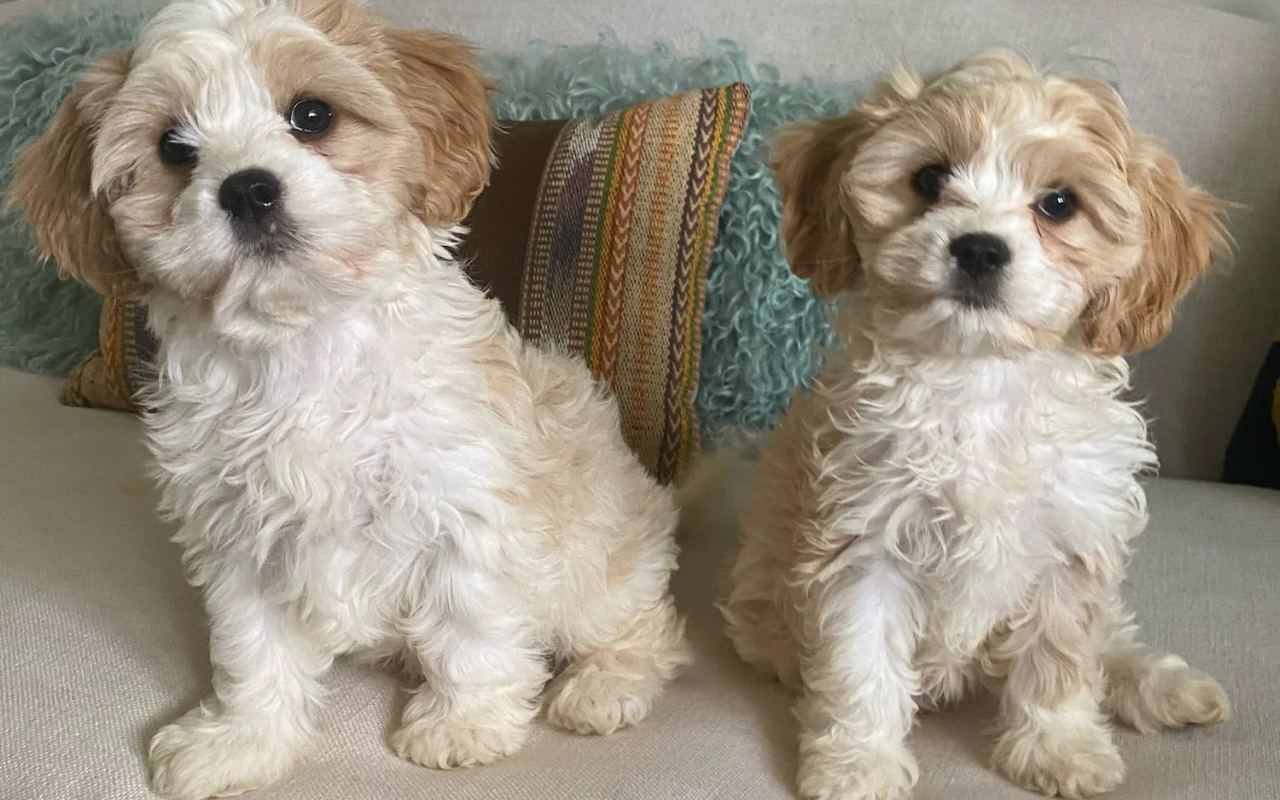 cagnolini che sembrano gemelli