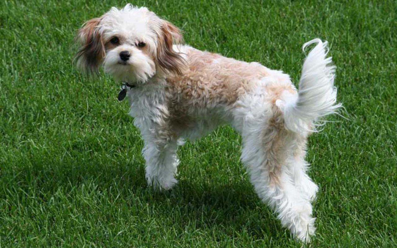 cane che cammina in giardino