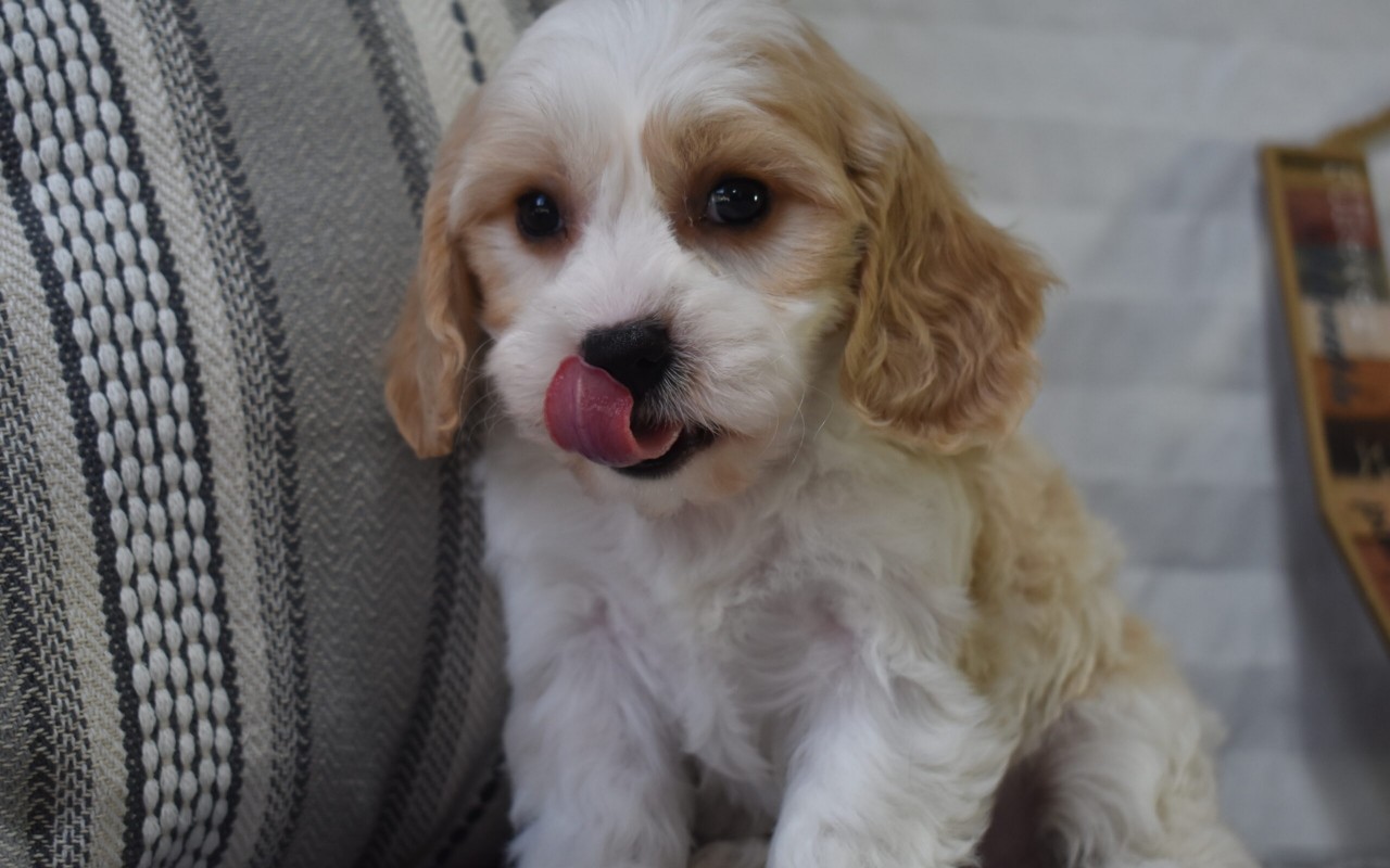 cagnolino sul divano che esce la lingua