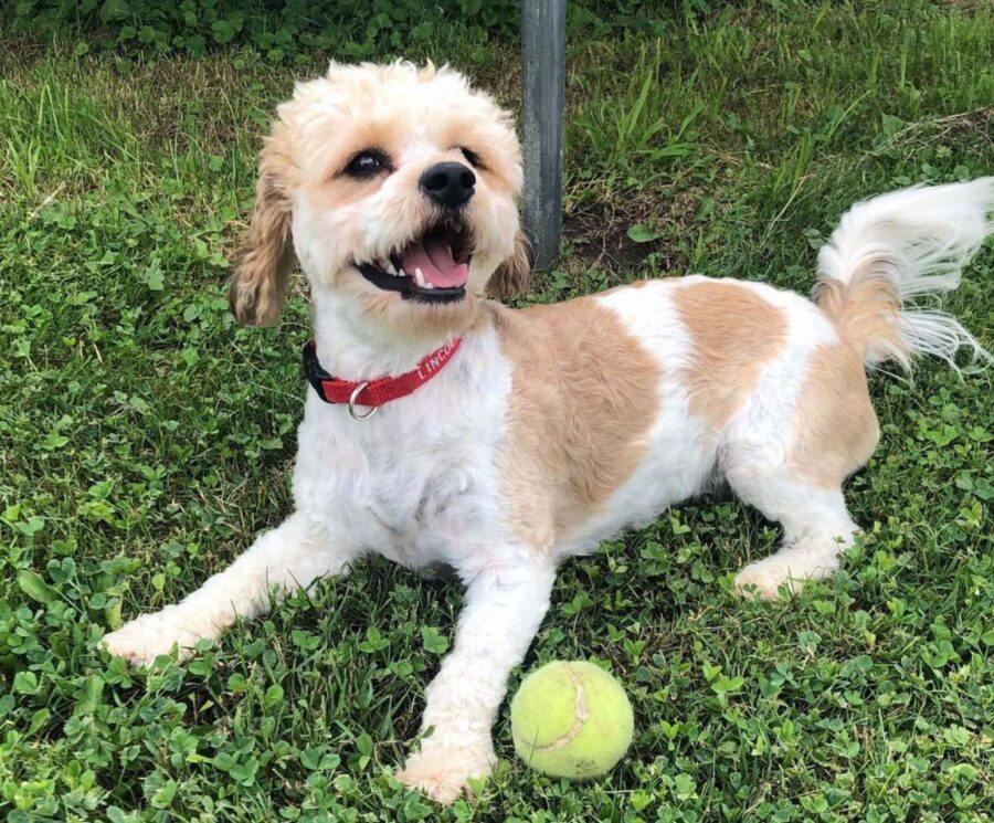 Tutto sul carattere del Cavachon, un cane incrocio da conoscere