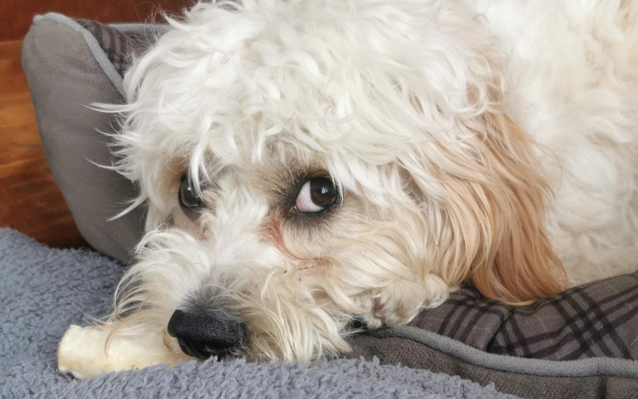 cagnolino bianco che guarda in modo sospettoso