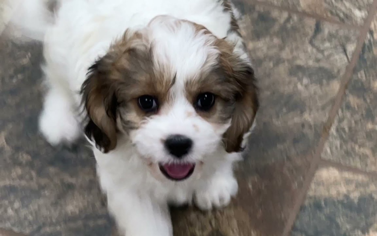 cucciolo di cane che somiglia a un barboncino