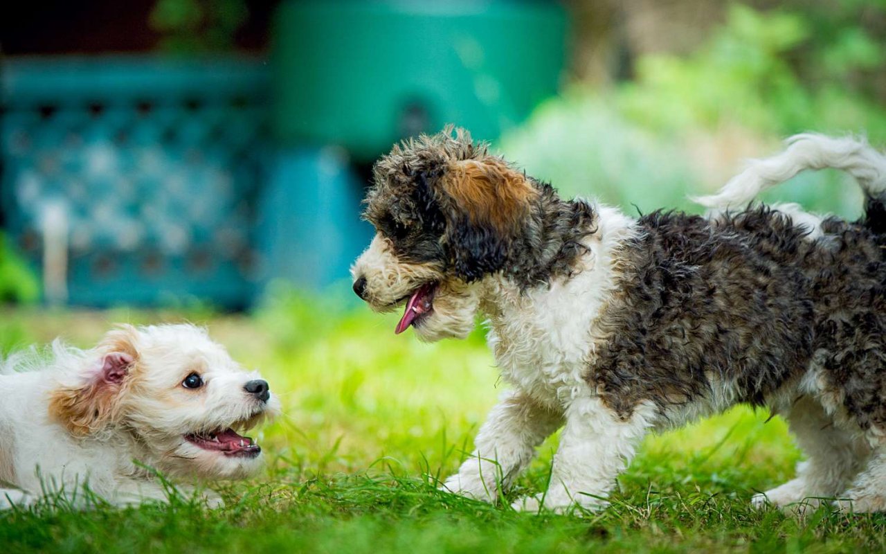 due cani piccoli che giocano sul prato