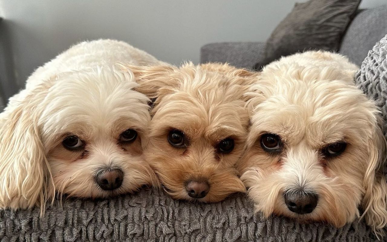 tre cagnolini buffi sul divano