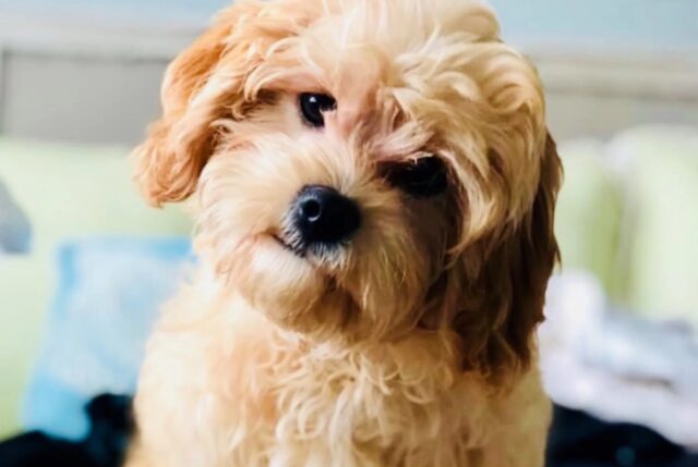 Cavachon, incrocio Cavalier King Charles e Bichon frisé: le curiosità