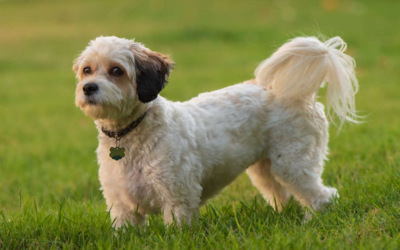 cane di piccola taglia che sta in piedi sull'erba