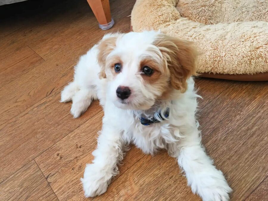 cagnolino bianco e marrone che sta disteso sul parquet