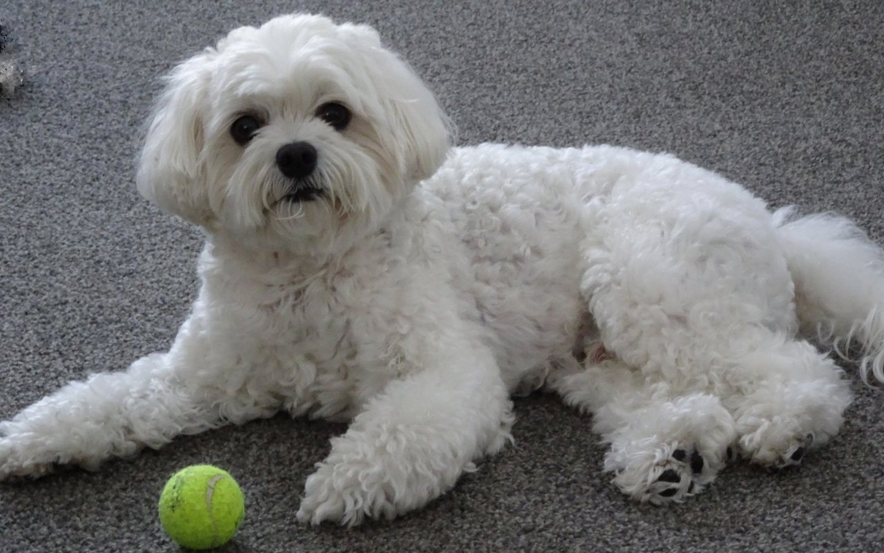 cane bianco che gioca con la sua pallina dentro casa