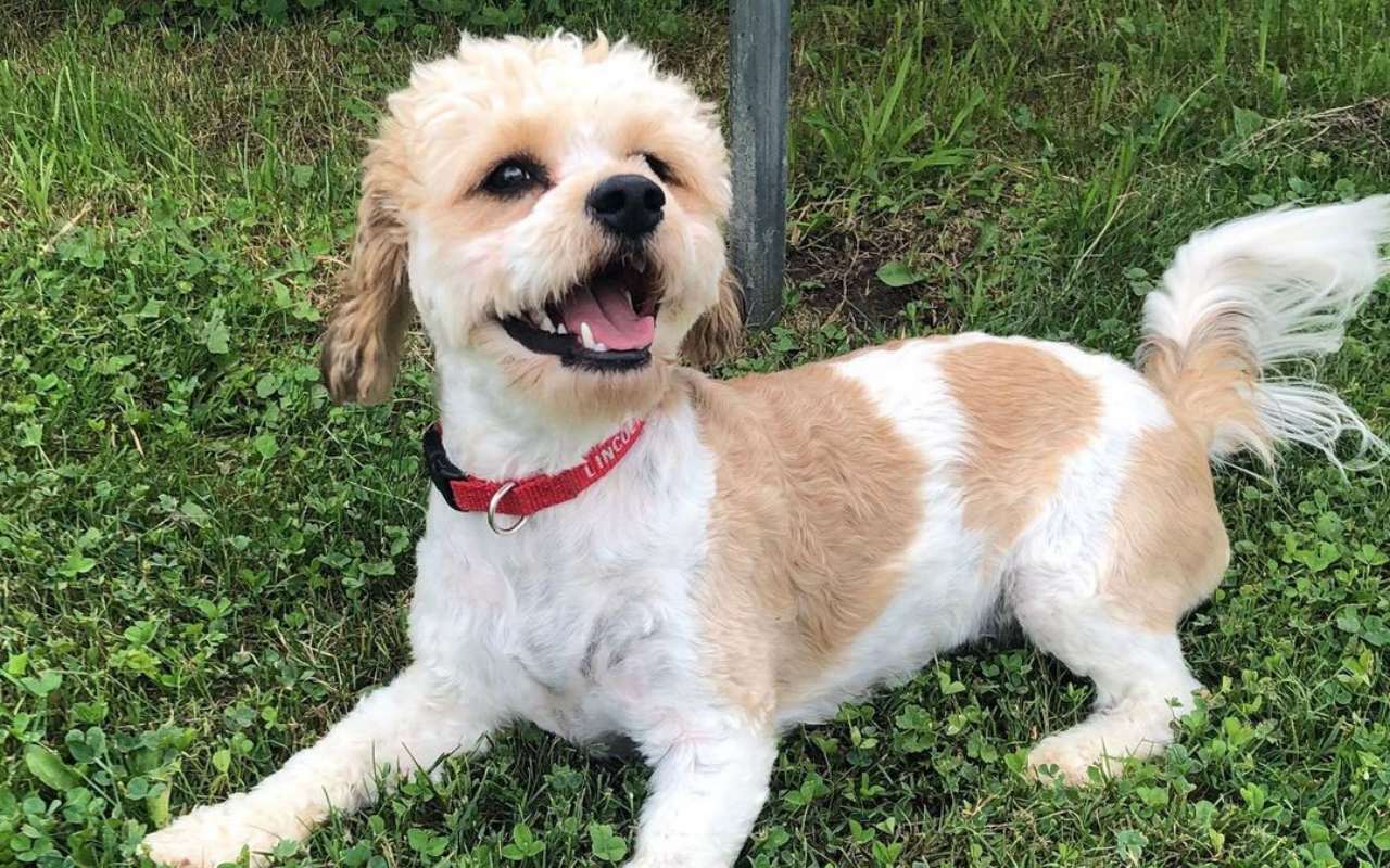 cagnolino con il pelo tosato