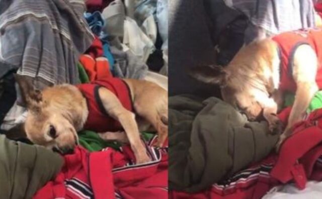 Il cucciolo di Chihuahua si adagia sui vestiti del suo proprietario defunto per ricordarlo (VIDEO)