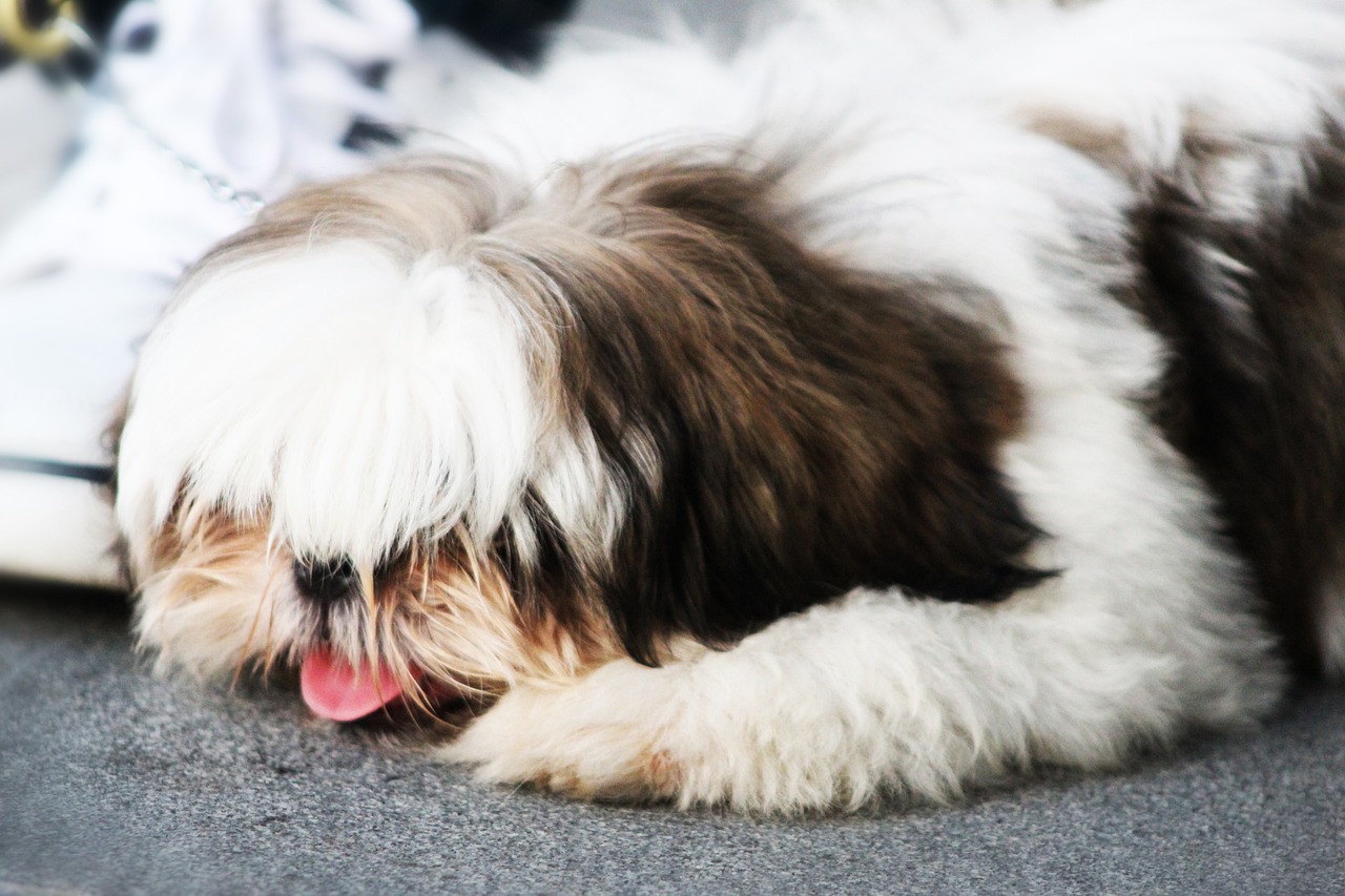 Cane sdraiato sul tappeto