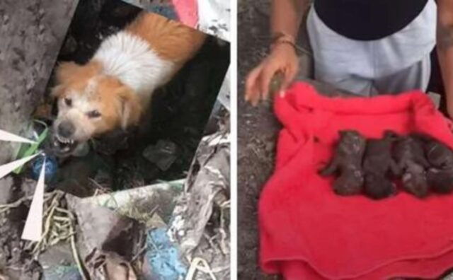 I suoi cuccioli sono inermi e sepolti nel fango, ma la cagnolina ringhia: non si fida dell’uomo (VIDEO)