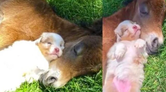 La scena ha commosso tutti: questo cucciolo di cane fa un sonnellino adorabile accanto al puledro