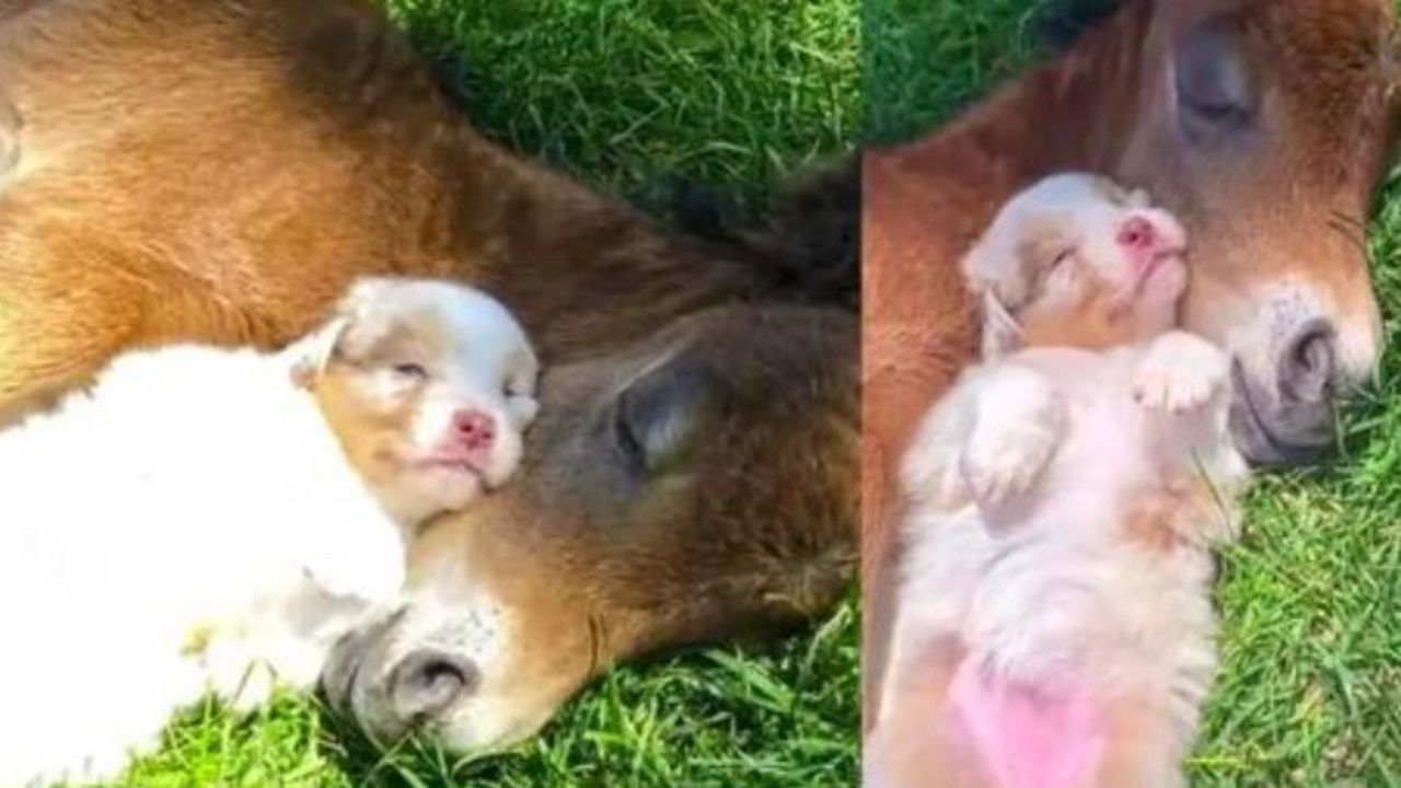 un puledro insieme ad un cucciolo di cane