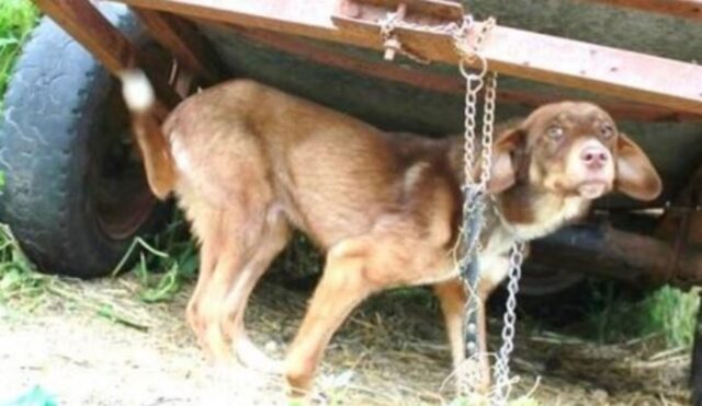 Hanno incatenato il cucciolo a una vecchia roulotte e l’hanno lasciato senza cibo né acqua per un motivo assurdo