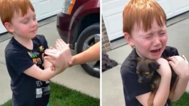 Ragazzo stava risparmiando per comprare un cucciolo. Poi la nonna gli chiede di chiudere gli occhi e allungare le braccia