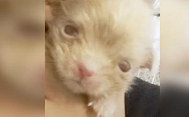 L’allevatore non riusciva a trarre profitto dal piccolo cucciolo albino, quindi lo ha abbandonato senza pietà (VIDEO)