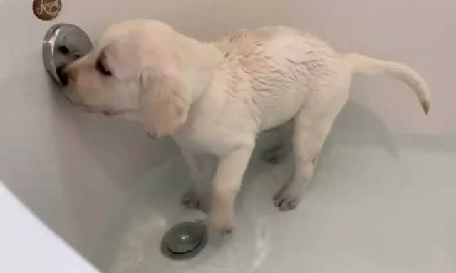 Si fa bello per la sua nuova famiglia: il cucciolo di Labrador fa il bagnetto prima di iniziare una nuova vita