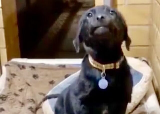 Cucciolo di Labrador sorride perché vuole farsi adottare