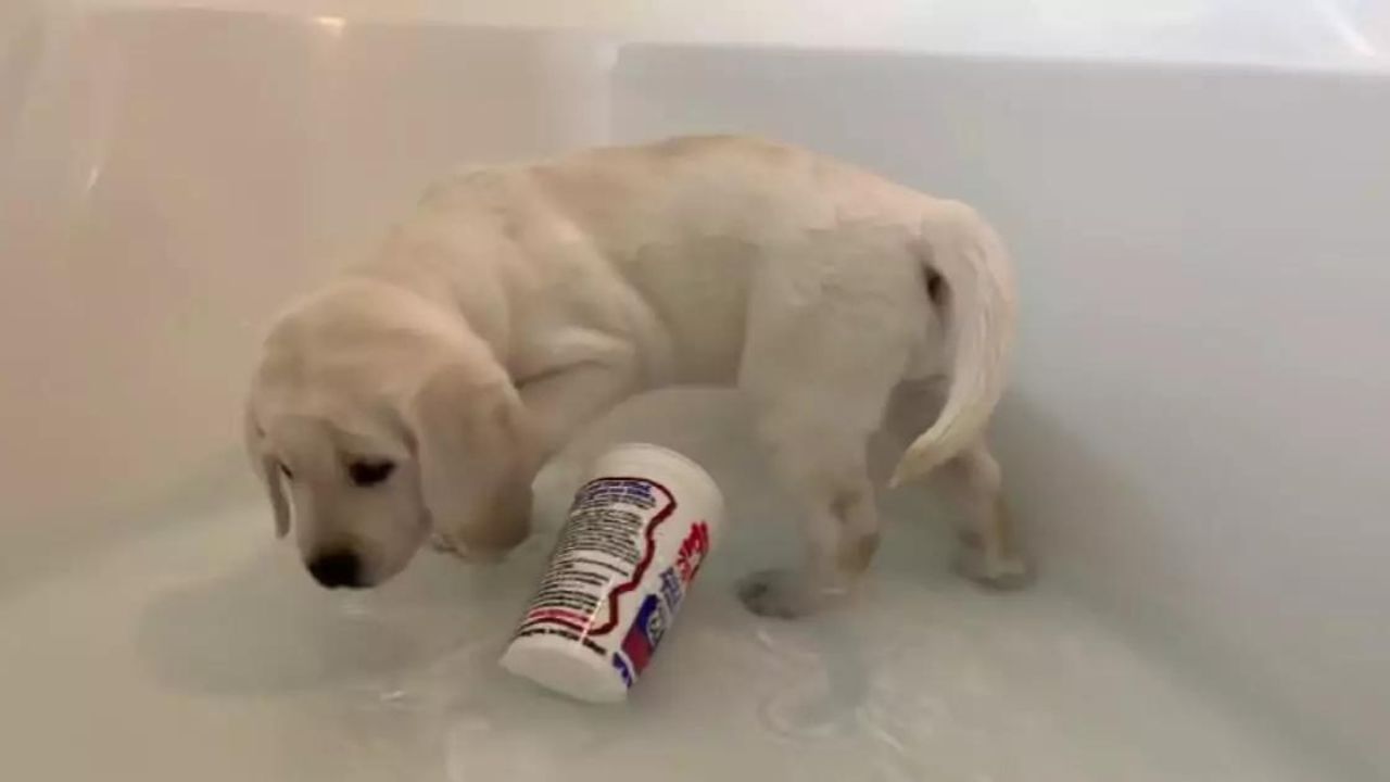 cucciolo di Labrador