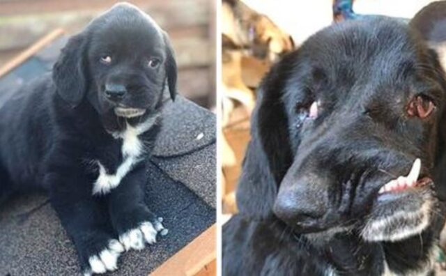 Questo cane ha il cuore di un angelo, nonostante il suo aspetto esteriore